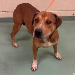Shelter Stray Male Dog last seen , 2350 Appling City Cove, Memphis, TN 38133, USA