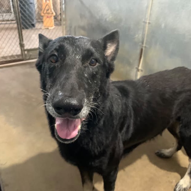 Shelter Stray Female Dog last seen , 2451 N Expressway 281, Edinburg, TX 78541, USA