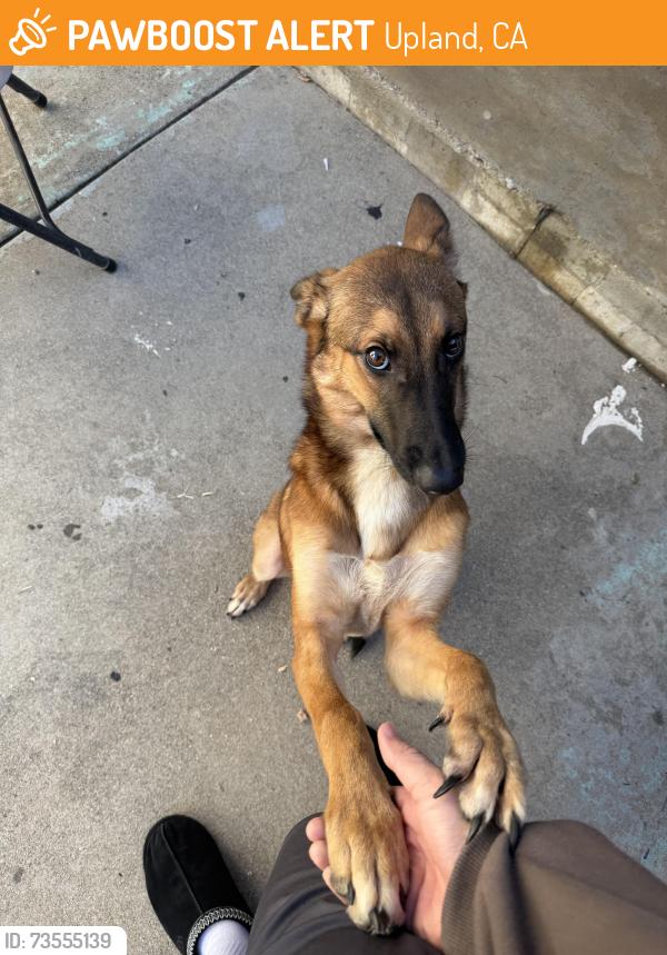 Found/Stray Male Dog last seen 13th and 1st, Upland, CA 91786