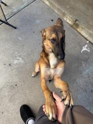 Found/Stray Male Dog last seen 13th and 1st, Upland, CA 91786
