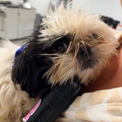 Shelter Stray Unknown Dog last seen , Animal Care & Control Team of Philly, 111 W Hunting Park Ave, Philadelphia, PA 19140, USA