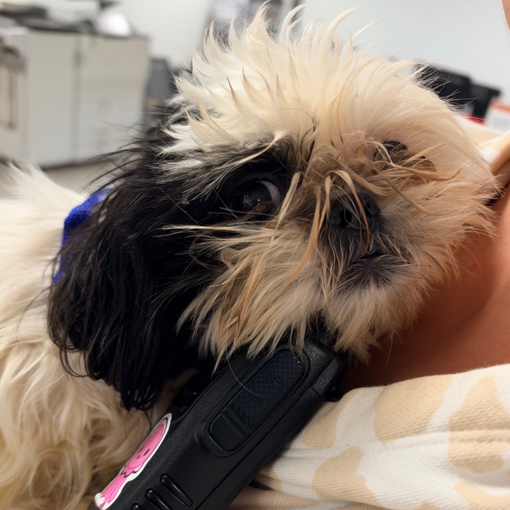 Shelter Stray Unknown Dog last seen , Animal Care & Control Team of Philly, 111 W Hunting Park Ave, Philadelphia, PA 19140, USA