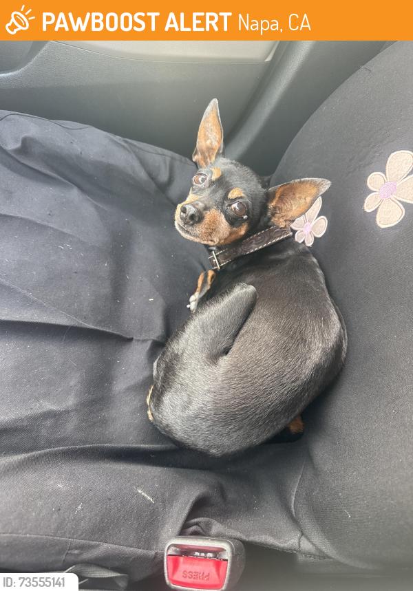 Found/Stray Female Dog last seen Near Encina Drive in Napa, Napa, CA 94559