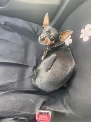 Found/Stray Female Dog last seen Near Encina Drive in Napa, Napa, CA 94559