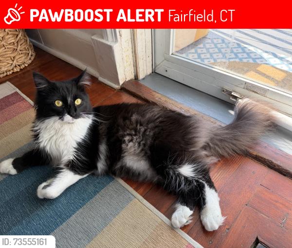 Lost Female Cat last seen Plum st and Grasmere, Fairfield, CT 06824