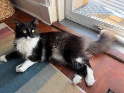 Lost Female Cat last seen Plum st and Grasmere, Fairfield, CT 06824