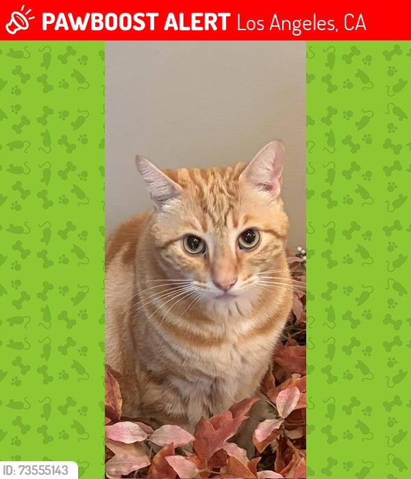 Lost Male Cat last seen Near Goodland Ave, Los Angeles, CA 91604