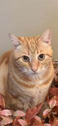 Lost Male Cat last seen Near Goodland Ave, Los Angeles, CA 91604