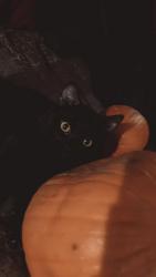 Lost Male Cat last seen Mini critter, Sioux Falls, SD 57106