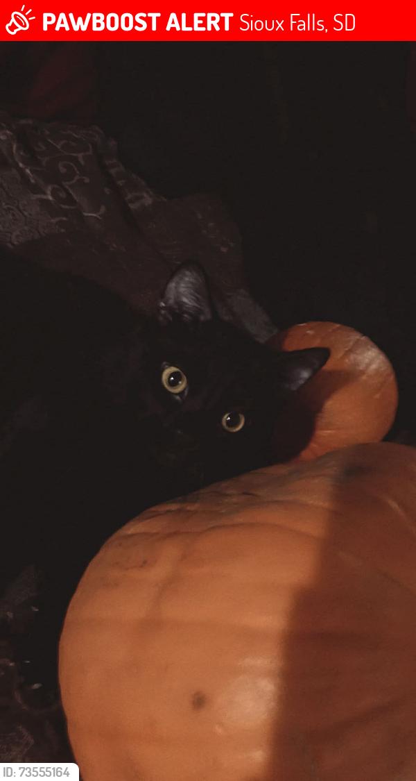 Lost Male Cat last seen Mini critter, Sioux Falls, SD 57106