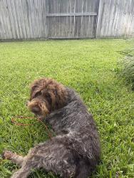 Reunited Male Dog last seen Thicket hollow ln, Cypress, TX 77429
