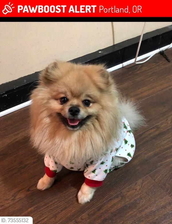 Lost Male Dog last seen Near SE Main St, Portland, OR 97233
