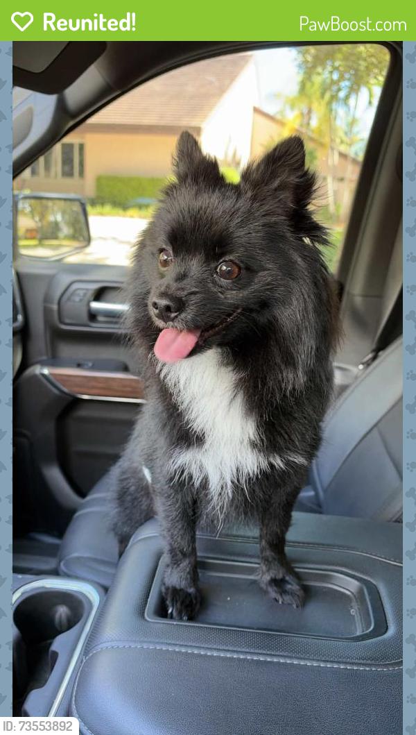 Reunited Male Dog last seen 184th street and 92nd avenue, Palmetto Bay, FL 33157