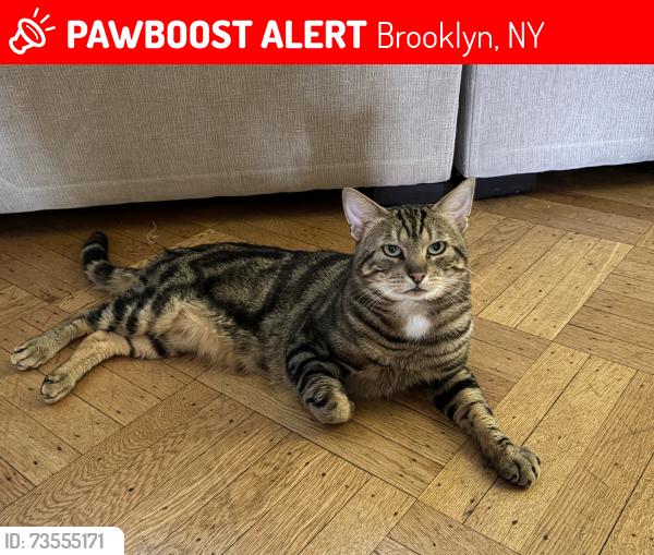 Lost Male Cat last seen 73rd and 5th and 4th AVE, Brooklyn, NY 11209
