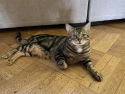 Lost Male Cat last seen 73rd and 5th and 4th AVE, Brooklyn, NY 11209