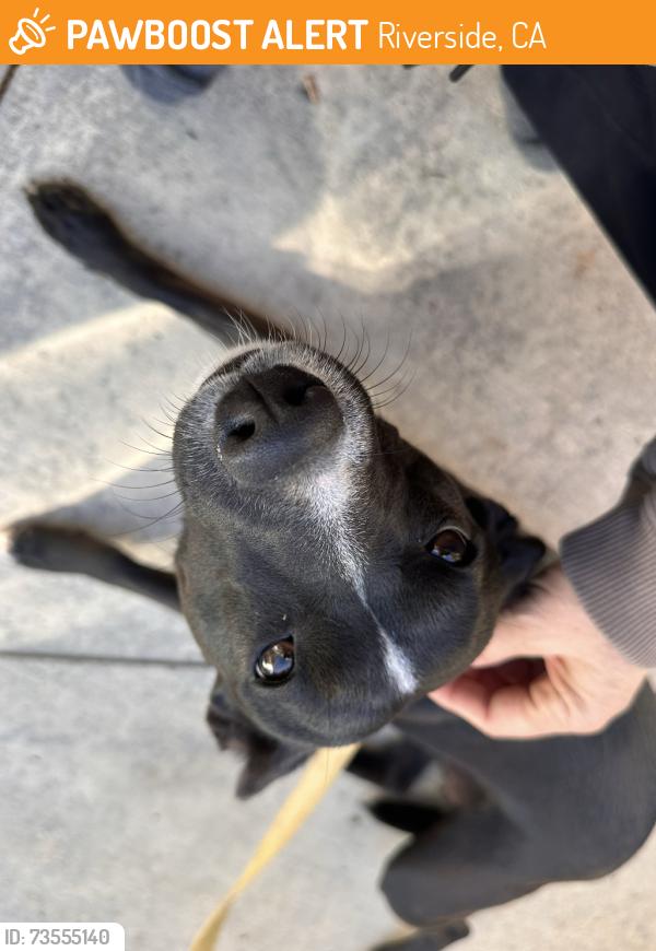 Found/Stray Female Dog last seen Irving Street, Riverside, CA 92504