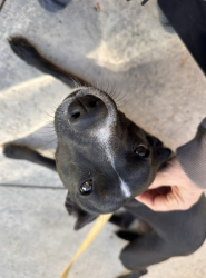 Found/Stray Female Dog last seen Irving Street, Riverside, CA 92504