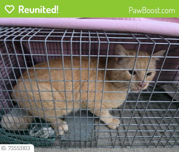 Reunited Unknown Cat last seen 124th and 123rd St, Platte City, MO 64079