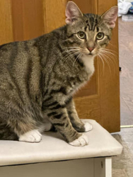 Lost Male Cat last seen 43rd street 31-62, Queens, NY 11101