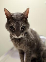 Reunited Male Cat last seen Esst Rocks/Allen Rd, Norwalk, CT 06851