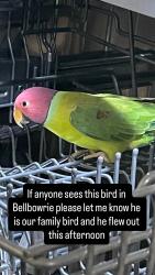 Lost Male Bird last seen Kangaroo Gully and Park, Bellbowrie, QLD 4070