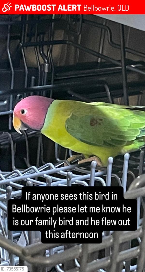 Lost Male Bird last seen Kangaroo Gully and Park, Bellbowrie, QLD 4070