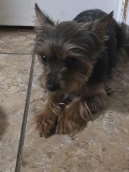 Found/Stray Female Dog last seen Pennsylvania and Mott, St. Louis, MO 63111