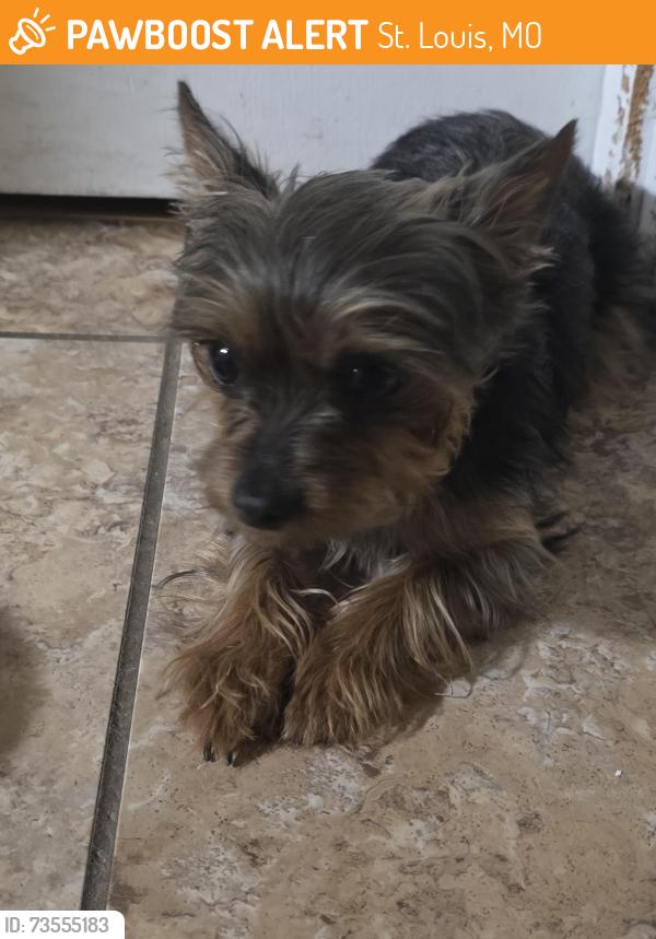 Found/Stray Female Dog last seen Pennsylvania and Mott, St. Louis, MO 63111