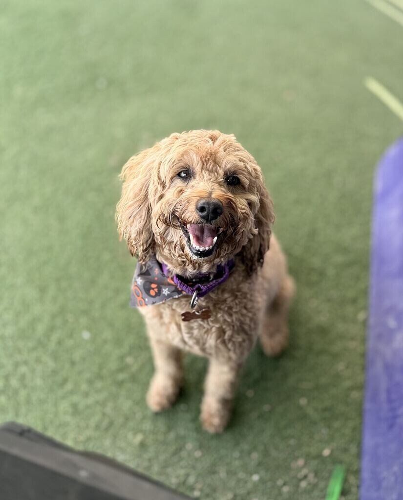 Shelter Stray Female Dog last seen Near Eaglepointe Dr, North Salt Lake, UT 84054, USA, 1422 E 600 N, Fruit Heights, UT 84037, USA