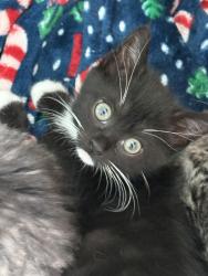 Shelter Stray Female Cat last seen Near W 1680 N, Clinton, UT 84015, USA, 1422 E 600 N, Fruit Heights, UT 84037, USA
