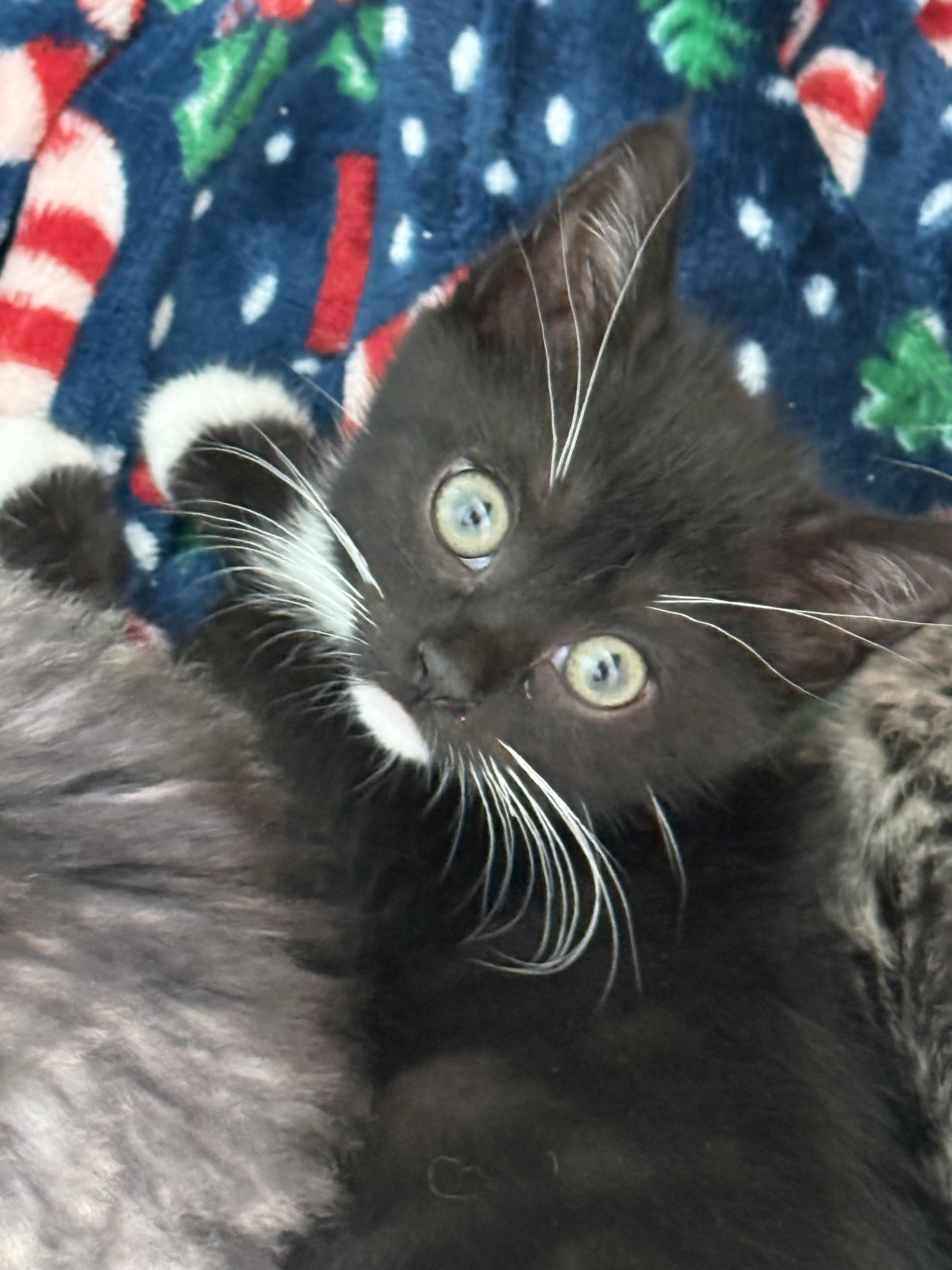 Shelter Stray Female Cat last seen Near W 1680 N, Clinton, UT 84015, USA, 1422 E 600 N, Fruit Heights, UT 84037, USA