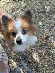 Found/Stray Unknown Dog last seen High Point Terrace, Memphis, TN 38122