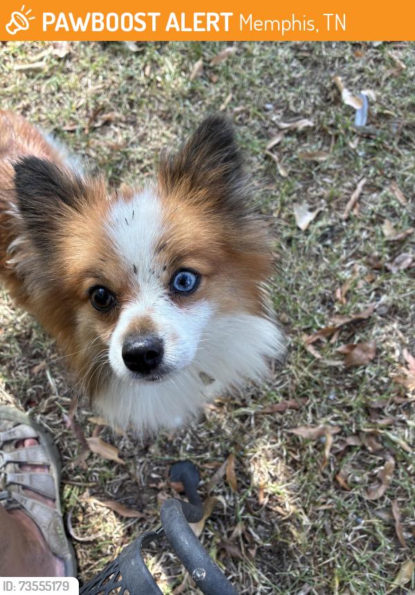 Found/Stray Unknown Dog last seen High Point Terrace, Memphis, TN 38122