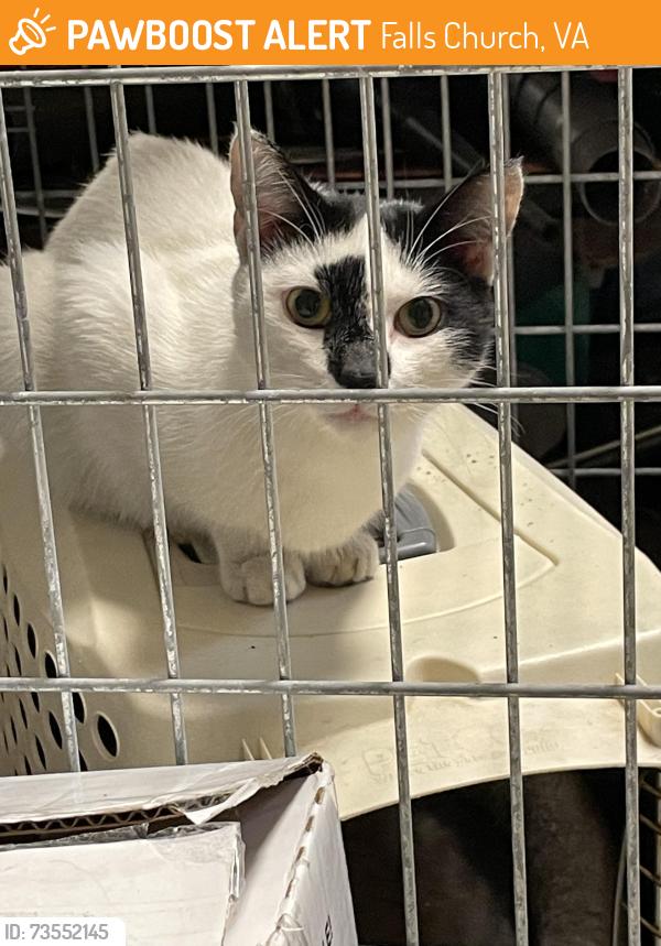 Found/Stray Unknown Cat last seen Juan’s Auto Repair 3521 Williams Ln, Falls Church, VA 22041, Falls Church, VA 22041