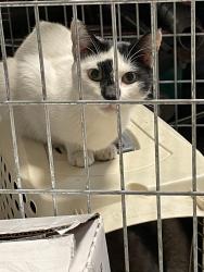 Found/Stray Unknown Cat last seen Juan’s Auto Repair 3521 Williams Ln, Falls Church, VA 22041, Falls Church, VA 22041