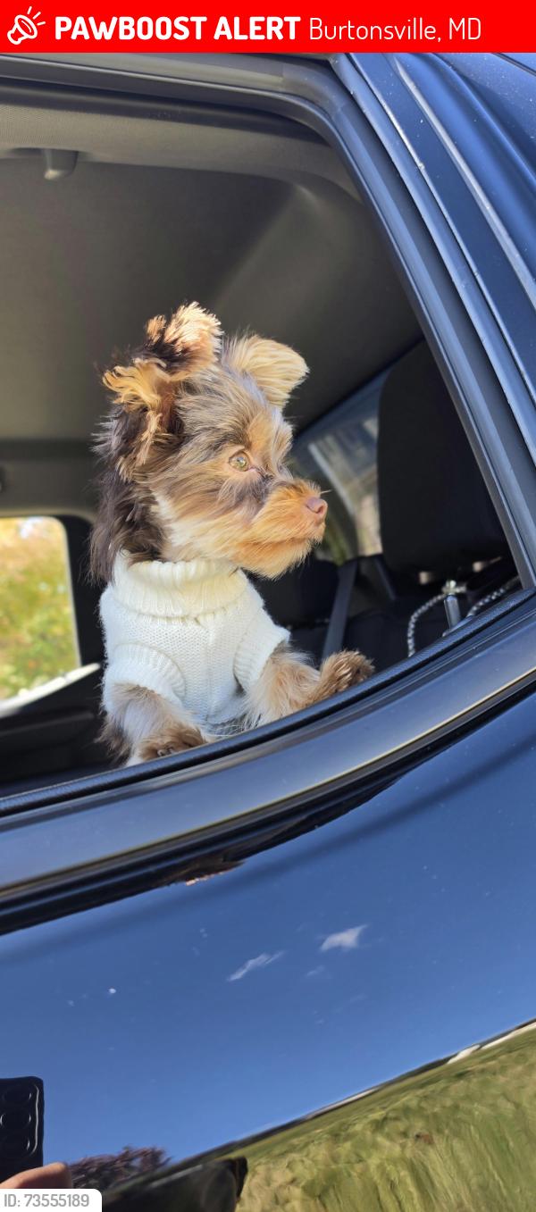 Lost Female Dog last seen Ulta at Burstonville, Burtonsville, MD 20866