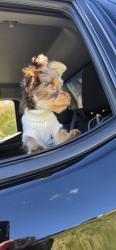 Lost Female Dog last seen Ulta at Burstonville, Burtonsville, MD 20866