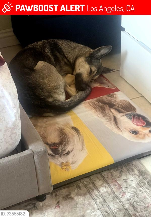 Lost Female Dog last seen Osborne and telfair, Los Angeles, CA 91331