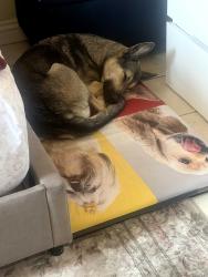 Lost Female Dog last seen Osborne and telfair, Los Angeles, CA 91331