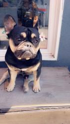 Lost Male Dog last seen Nearby Address: 14862-14860 Washington Ave, San Leandro, CA 94578, San Leandro, CA 94578