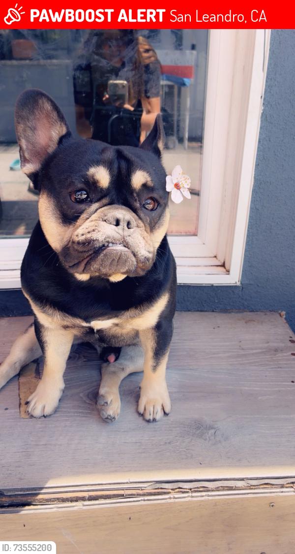 Lost Male Dog last seen Nearby Address: 14862-14860 Washington Ave, San Leandro, CA 94578, San Leandro, CA 94578