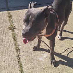 Found/Stray Female Dog last seen Near Dillon Rd. High Point, NC 27260, High Point, NC 27260