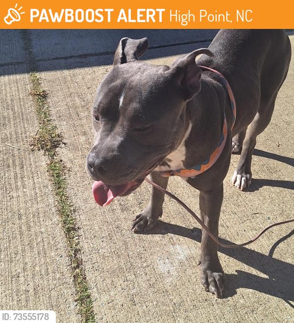 Found/Stray Female Dog last seen Near Dillon Rd. High Point, NC 27260, High Point, NC 27260