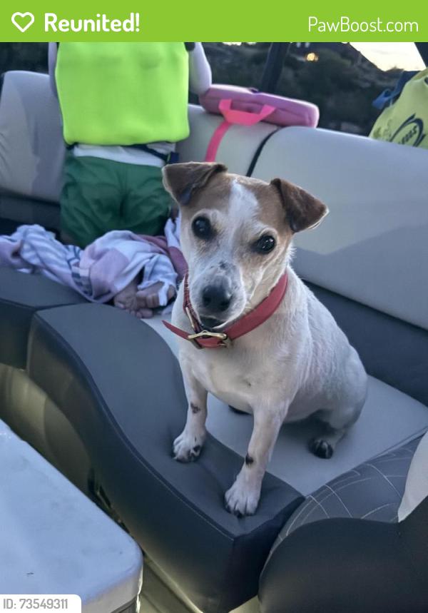 Reunited Female Dog last seen FM 179 and Woodrow Road, Wolfforth, TX 79382