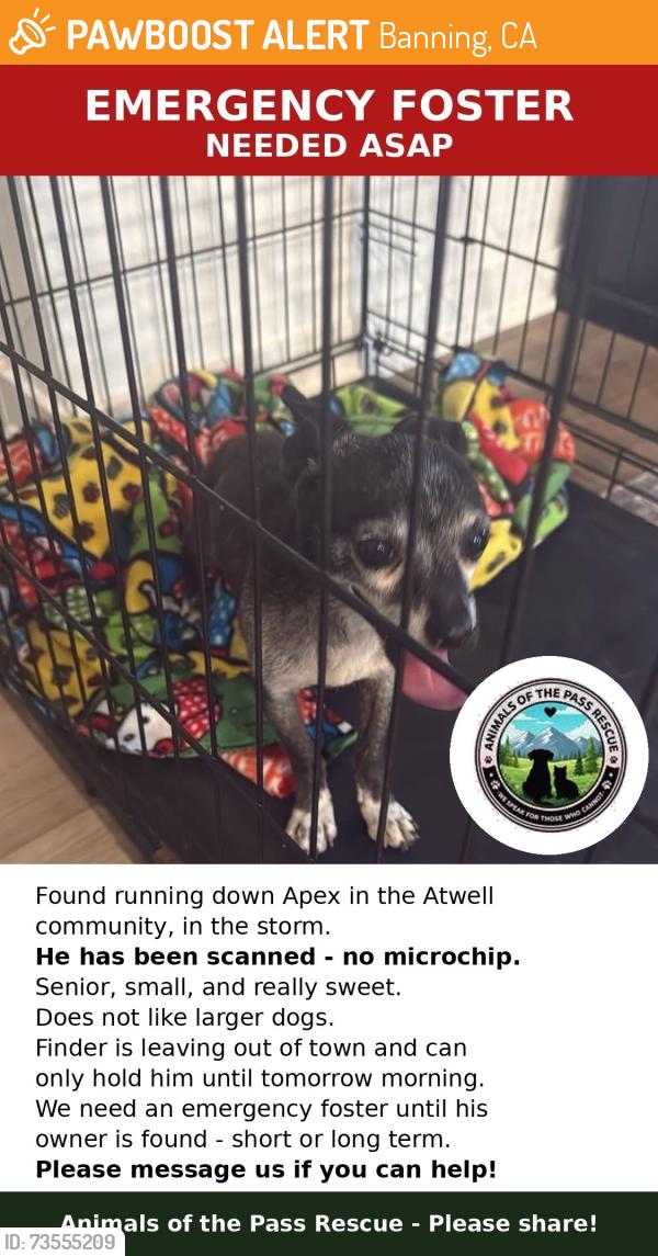 Found/Stray Male Dog last seen Banning, Banning, CA 92223