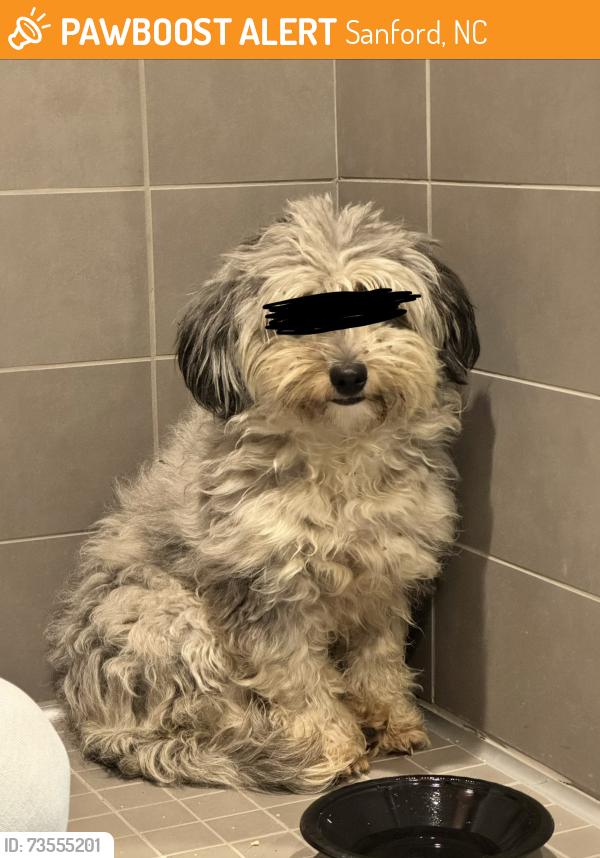 Found/Stray Unknown Dog last seen Raleigh Executive Jetport, Sanford, NC 27330