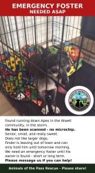 Found/Stray Male Dog last seen Banning, Banning, CA 92223