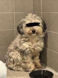 Found/Stray Unknown Dog last seen Raleigh Executive Jetport, Sanford, NC 27330