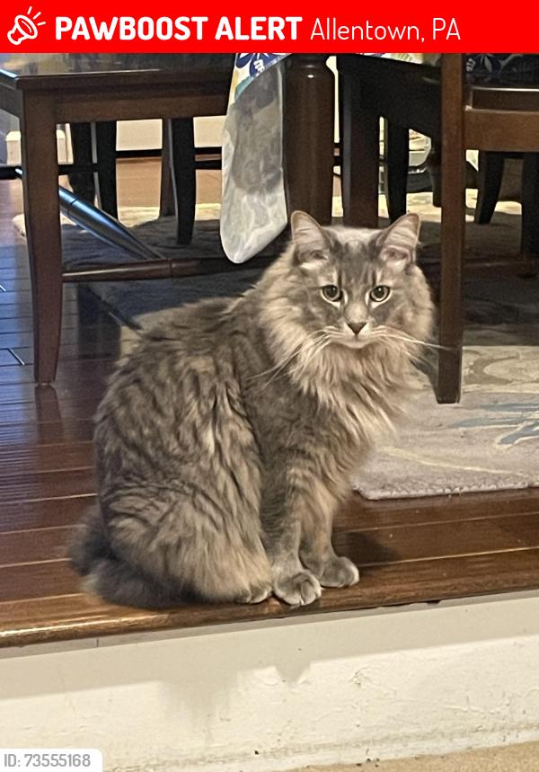 Lost Male Cat last seen Near Forest Drive (Intersection of Forest & Parkland), Allentown, PA 18104