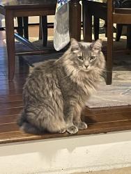 Lost Male Cat last seen Near Forest Drive (Intersection of Forest & Parkland), Allentown, PA 18104